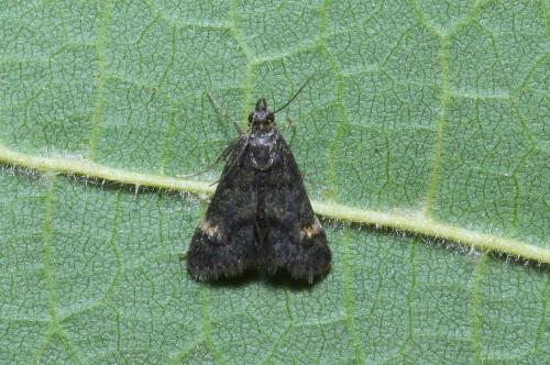Réf. 308 026 : Heliothela wulfeniana